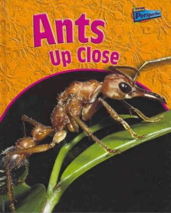 Ants Up Close (Perspectives)